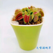 食人花新款 食人花21年新款 京东