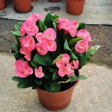 大花海棠新款 大花海棠21年新款 京东