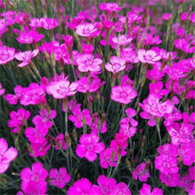 常夏石竹价格报价行情 京东