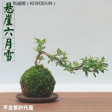 菖蒲盆栽新款 菖蒲盆栽21年新款 京东 菖蒲盆栽新款 菖蒲盆栽21年新款 京东