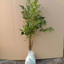 火焰木苗价格报价行情 京东