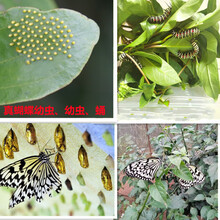 蝴蝶蝎子价格报价行情 京东