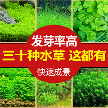 鱼缸水草种类价格报价行情 京东