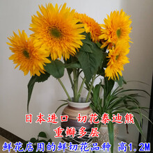 切花向日葵种子新款 切花向日葵种子21年新款 京东