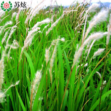 杂草种子新款 杂草种子21年新款 京东