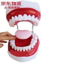 口腔教学模型品牌及商品 京东