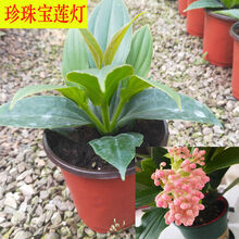 植物幼苗价格报价行情 京东