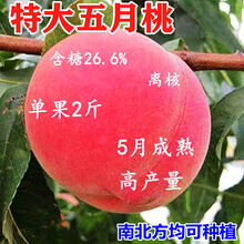 大红桃苗价格报价行情 京东