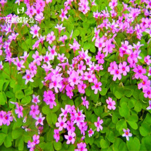 酢浆草种子价格报价行情 京东