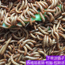 乌龟吃饲料新款 乌龟吃饲料2021年新款 京东
