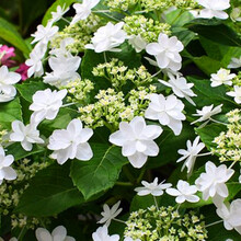 白色绣球花价格报价行情 京东