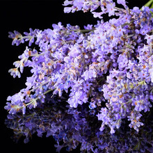 春奥种苗草花种子新款 春奥种苗草花种子21年新款 京东