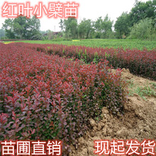 红叶灌木价格报价行情 京东