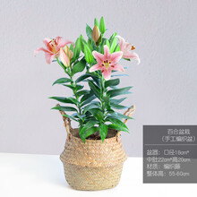 手工花盆栽新款 手工花盆栽21年新款 京东