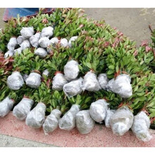 红叶石楠小苗价格价格报价行情 京东