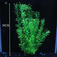椒草水草新款 椒草水草21年新款 京东 椒草水草新款 椒草水草21年新款 京东