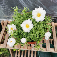 太阳花盆栽价格报价行情 京东