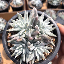 富士多肉价格报价行情 京东