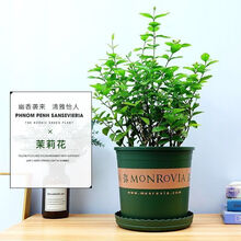 盆栽植物苗新款 盆栽植物苗21年新款 京东