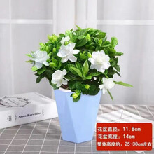 盆栽植物蓝色花新款 盆栽植物蓝色花21年新款 京东