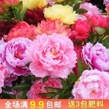 牡丹花种子种植型号规格 京东