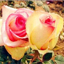 红玫瑰树品牌及商品 京东