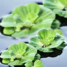 水生植物鱼价格报价行情 京东