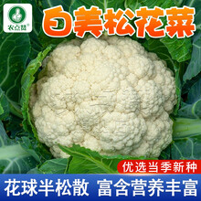 精品白菜花价格报价行情 京东 精品白菜花价格报价行情 京东