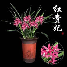 盆栽花新款 盆栽花21年新款 京东