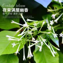 花卉夜来香价格报价行情 京东