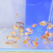 花枝墨鱼花价格报价行情 京东