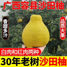 沙田柚礼盒价格报价行情 京东