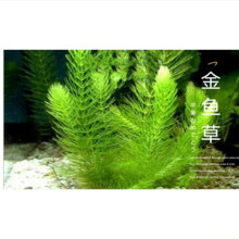 金鱼草水草新款 金鱼草水草21年新款 京东