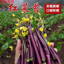 红菜苔新款 红菜苔21年新款 京东