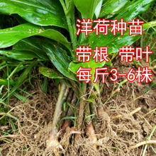 洋荷茗荷姜价格报价行情 京东