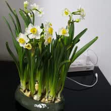 水仙花球根价格报价行情 京东