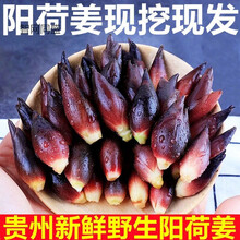 洋荷阳荷姜品牌及商品 京东