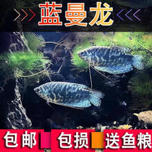 中型观赏鱼新款 中型观赏鱼21年新款 京东