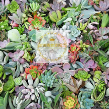 多肉植物发芽新款 多肉植物发芽21年新款 京东