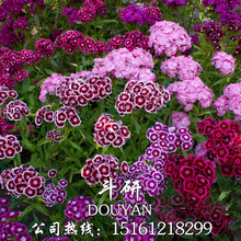 常夏石竹品牌及商品 京东