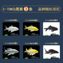 金鱼品种新款 金鱼品种21年新款 京东