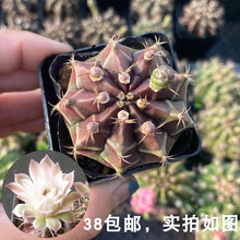 仙人掌牡丹新款 仙人掌牡丹21年新款 京东