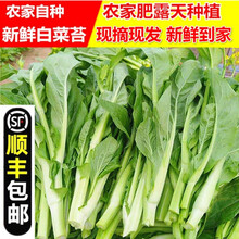 白菜苔价格报价行情 京东