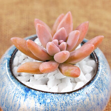 丽秋多肉新款 丽秋多肉21年新款 京东