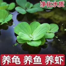 鱼缸水生植物价格报价行情 京东