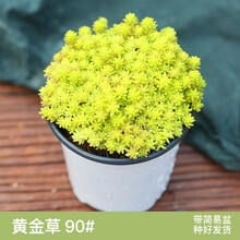 多肉黄金草价格报价行情 京东