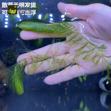 金鱼水草泥水族水草新款 金鱼水草泥水族水草21年新款 京东