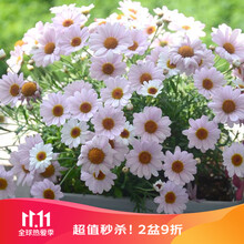 草花苗新款 草花苗21年新款 京东