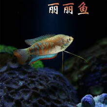 中型观赏鱼新款 中型观赏鱼21年新款 京东