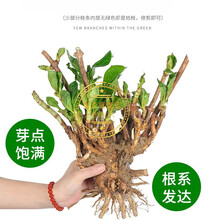 红色绣球花品牌及商品 京东